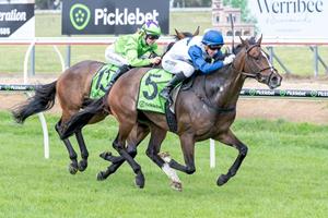 THINKING ALL ABOUT HARRY